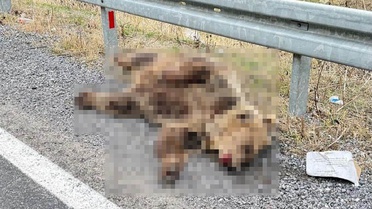 Erzincan-Refahiye yolunda 10 kilometre kala ayının telef olduğu değerlendiriliyor