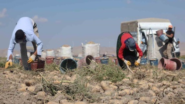 Konya, patates üretiminin yüzde 10,9'unu karşılarken yerli tohuma yöneliyor