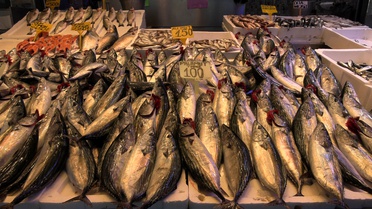 Trabzon'da palamut bolluğu sürüyor, 1 kilogramlık tanesi 100 liradan satılıyor