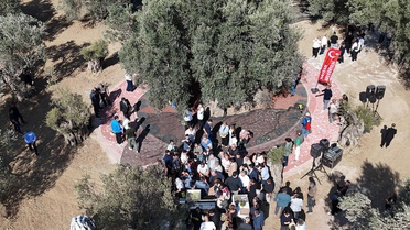 Bin yıllık zeytin ağacından hasat yapıldı, anında tadıldı