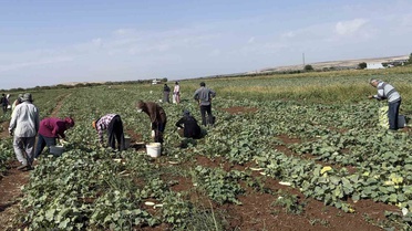 Gaziantep Oğuzeli'nde turşuluk acur hasadı başladı, kilosu 20-30 liradan satılıyor