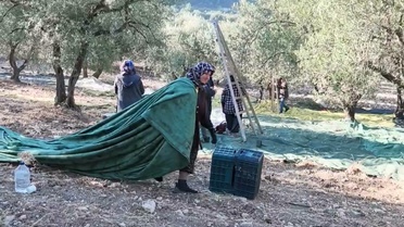 Soma'da zeytin üreticisi Ertuğrul Özcan, maliyetin 20 lirayı bulduğunu söyledi