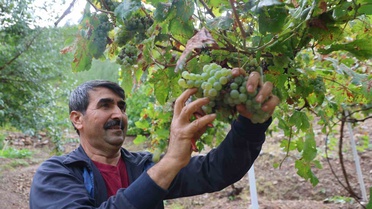 Adana Saimbeyli'de 300 kilo üzümden 50-60 kilo pekmez elde edilmesi hedefleniyor