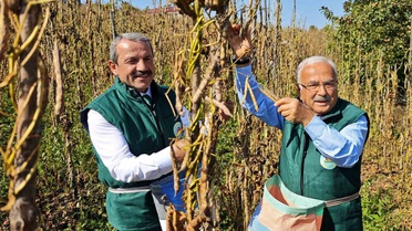 Ordu'da Akkuş şeker fasulyesi hasat şenliğinde üretim 2 bin 200 tona ulaştı