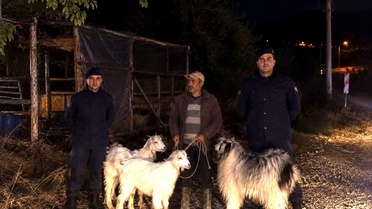 Bilecik Söğüt'te jandarmanın bulduğu 5 küçükbaş hayvan sahibine teslim edildi