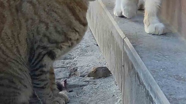 Edirne Saraçlar Caddesi'nde tekir kedi, fareyi başka kediden korumak için nöbet tuttu
