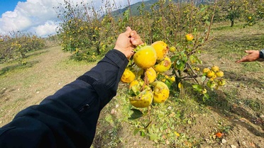 Adana Kozan'da dolu zararı için ön hasar tespiti başlatıldı, başvuru çağrısı yapıldı