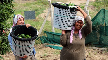 Adana'da avokado hasadında fiyat 180 liradan 110 liraya geriledi