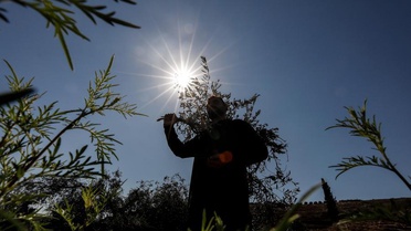Batı Şeria'da zeytin hasadına saldırı: ABD'li gazeteci yaralandı