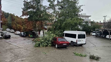 Cide'de fırtına evlerin çatılarını uçurdu, devrilen ağaçlar araçlara zarar verdi