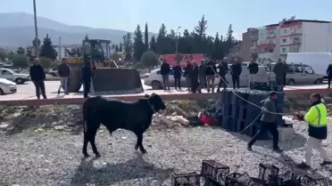 Firari angus kaldırımda yürüyen vatandaşı yaraladı