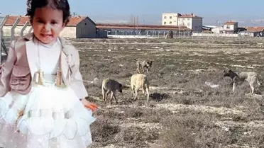 Konya'da 2 yaşındaki Rana'nın başıboş köpek saldırısında ölmesine ilişkin İçişleri Bakanlığı iki müfettiş gönderdi.