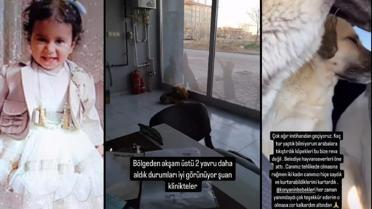 Konya'da Sokak Köpekleri Tarafından Parçalanan 2 Yaşındaki Kızın Vahşi Ölümü