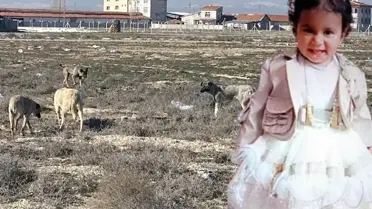 Köpek saldırısında can vermişti! Rana bebeğin ailesinin avukatından skandal iddiaya yalanlama