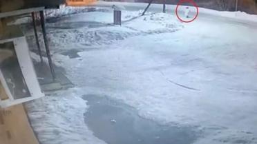 Ayı saldırısına uğrayan kadından geriye sadece kafası kaldı