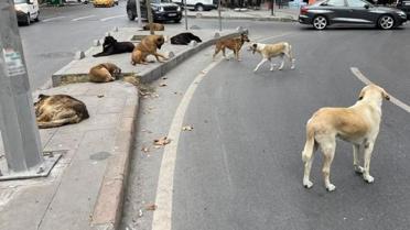 AYM'den Sokak Hayvanları Yasası'nın iptal istemine ret
