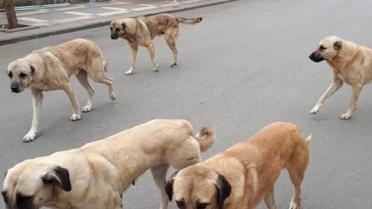 AYM'den Sokak Hayvanları Yasası'nın iptal istemine ret