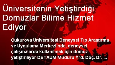 Üniversitenin Yetiştirdiği Domuzlar Bilime Hizmet Ediyor