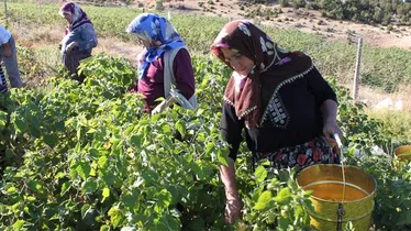 Kadınların Kırsal Alandaki Etkinliği Artacak