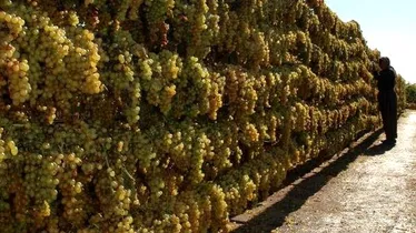 Rusya ile İyileşme Çiftçinin Umudunu Artırdı