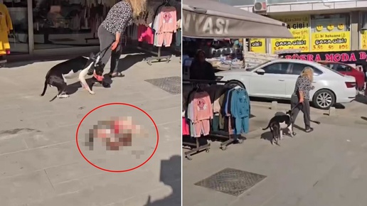 Kediyi parçalayan köpeğin sahibine ağır fatura