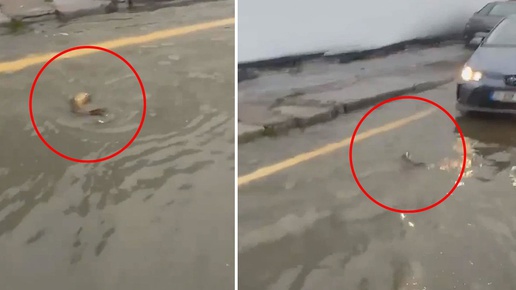 İstanbulda şaşkına çeviren görüntü: Trafikte karşısına çıkan balığa yol verdi