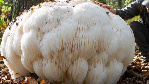 Ormanın derinliklerinde dev mantar keşfedildi: Tam 2,2 kilogram