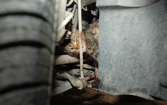 Yavru Kedi Otomobilin Motor Bölümünde Sıkıştı