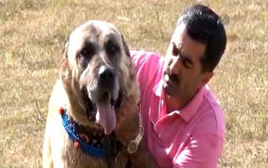25 bin liralık köpek