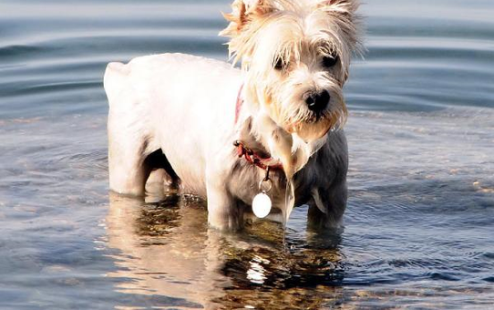 Köpeğini Denize Soktun Cezasına Tepki