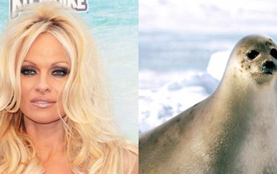 Pamela Anderson'dan Fok Avcılarına 1 Milyon Dolarlık Çek Verme Girişimi Başarısız Oldu