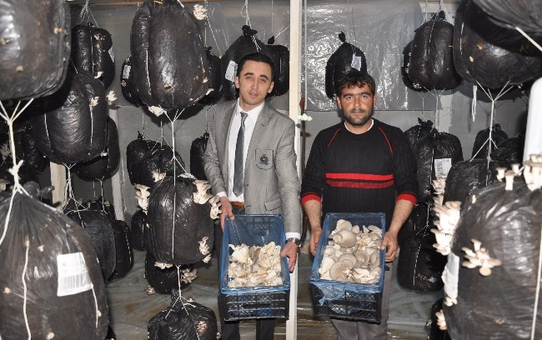 Azdavay'da İstiridye Mantarcılığı Başladı