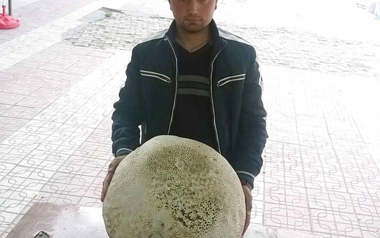 8 Kilogramlık 'Dev Mantar' Bulundu