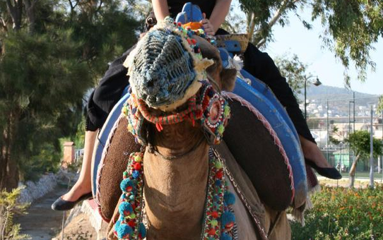 Bodrum'da Deve Turuna İlgi Azaldı