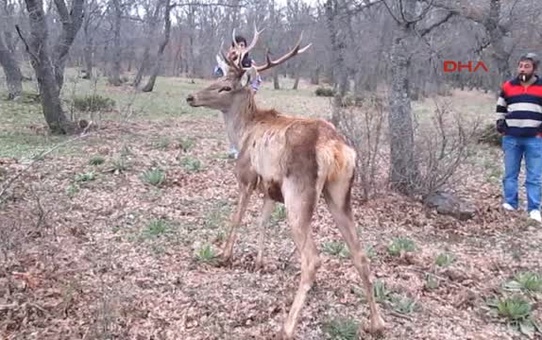 Afyonkarahisar Kızılören'de Bu Kez de Yaralı Bir Kızıl Geyik Bulundu
