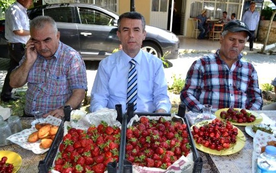Kırkağaç'ta Yılın İlk Çileği Hasat Edildi