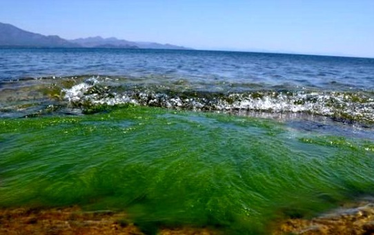 Datça'da Deniz Kirliliği Uyarısı