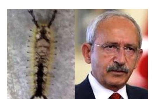 Hürriyet Yazarından İlginç Benzetme: Tırtıldaki Kılıçdaroğlu