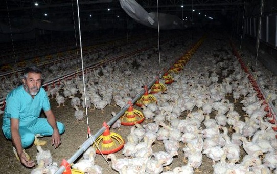 Tavukçuluk, Darende Ekonomisine Büyük Katkı Sağlıyor