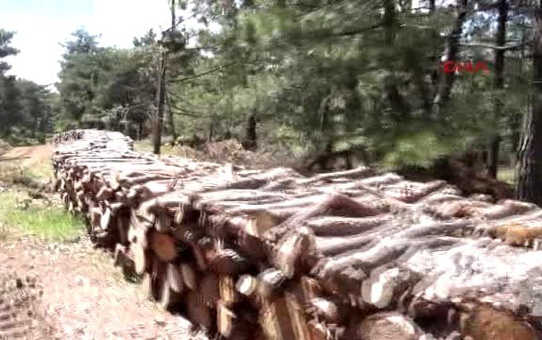 Yüz Yaşından Büyük Ağaçları Kestirmemek İçin Nöbet Tutuyorlar