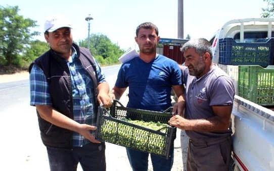 Fiyatı Yüzde 60 Düşen Bamya, Üreticisini Şok Etti