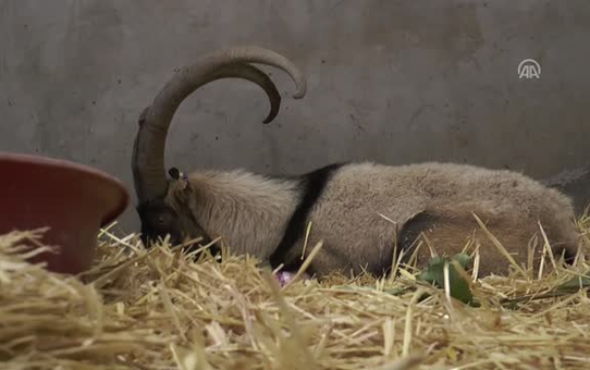 Yaralı Dağ Keçisi Tedavi Altına Alındı