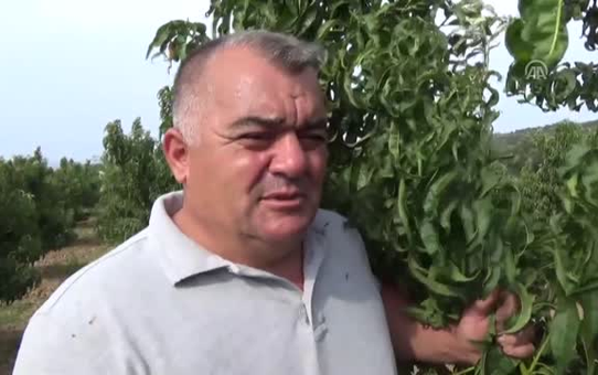 Üretici 'Geç Şeftali' Türlerine Yöneldi