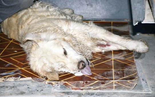 Kedi ve Köpekler Zehirlendi, Çocuklar da Ölebilirdi