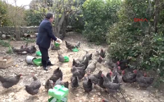 Mersin Eski Başkan Tavuk Çiftliği Kurup Yumurta Satıyor