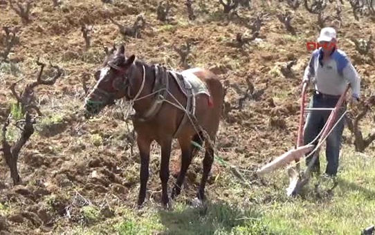 Çanakkale Atı ve Sabanıyla Teknolojiye Meydan Okuyor