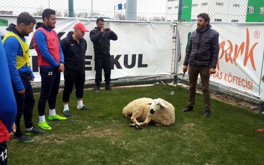 Sivas Belediyespor Kurban Kesti
