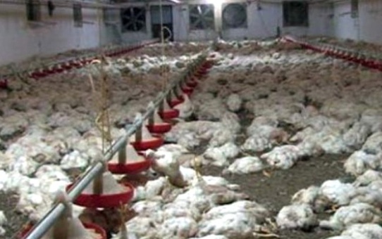 Bilecik'te 28 Bin 500 Tavuk Telef Oldu