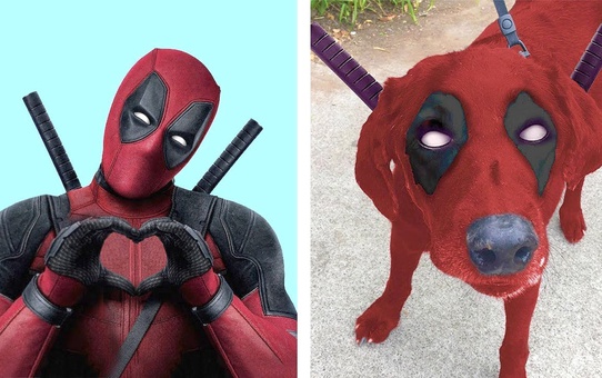 Gerçek Hayatta Var Olan 6 Süper Kahraman Köpek