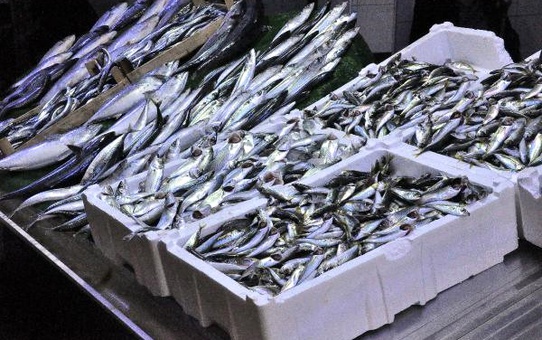 Hamsinin Fiyatı 1 Ayda 1.5 Liradan 15 Liraya Yükseldi